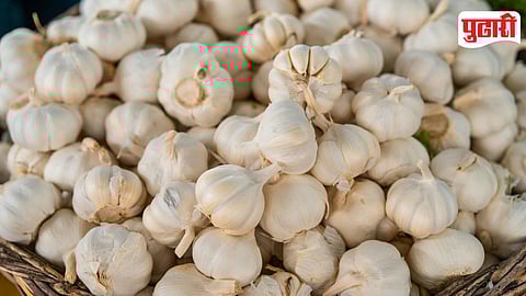 Garlic