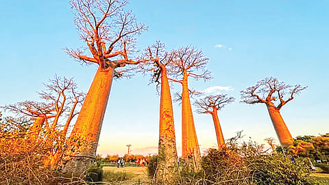 Madagascar Upside Down Tree