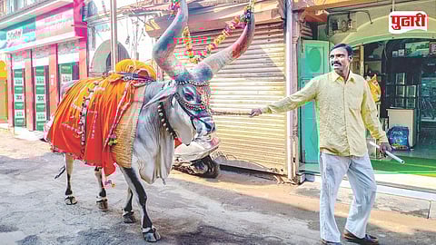 Nandi Bull Traditional Folk Tour