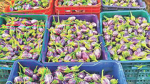 Brinjal Prices Crash