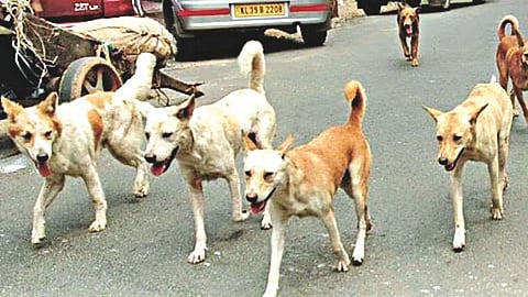human stray dog conflict in schools