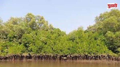 Raigad Mangrove Land Transfer