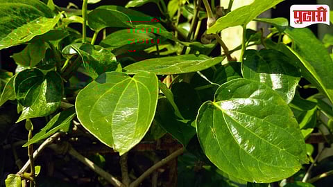 Betel Leaves