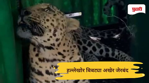 Nashik leopard news