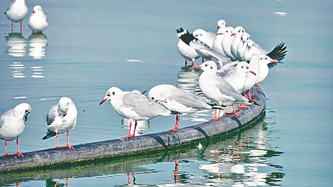 Ujani Dam Migratory birds