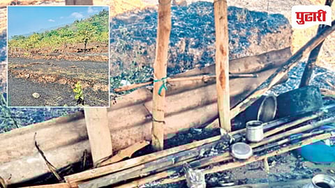 Cashew Plantation Fire Go