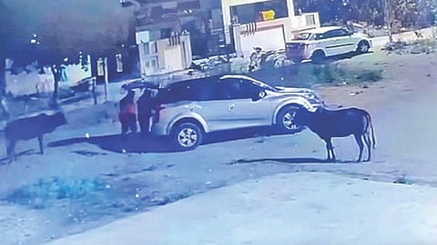 Illegal Cattle Transport