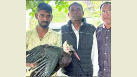 Nylon Manja Injures Foreign Bird