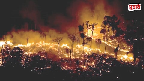 Illegal Deforestation Maharashtra