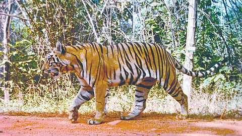 Tigress Tara