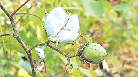 Cotton Price Increase
