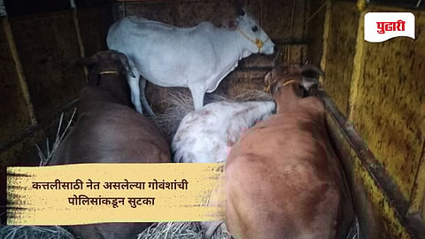 Raigad news: कत्तलीसाठी नेल्या जाणाऱ्या ४ गोवंशांची महाड MIDC पोलिसांकडून सुटका