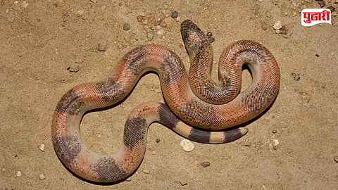 Vasai Snake Smuggling Case