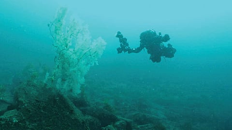 400 year old-giant-black-coral-found-undersea