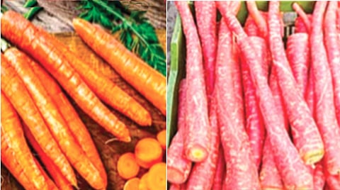Red carrots vs Orange carrots |