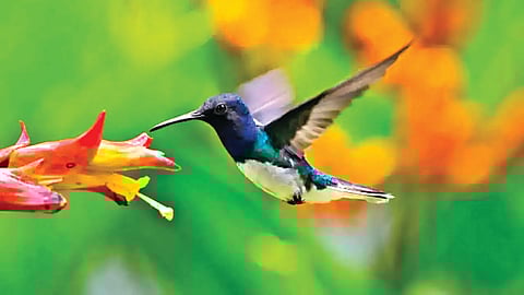 Fastest Wing Flapping Bird