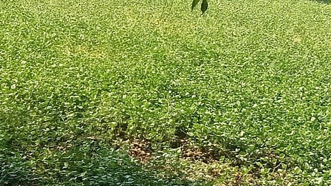 Palghar district agriculture