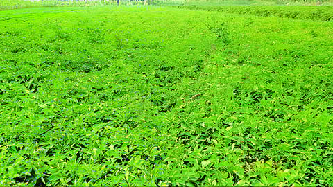 The potato harvesting is in full swing
