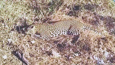 Sindhudurg Leopard Death