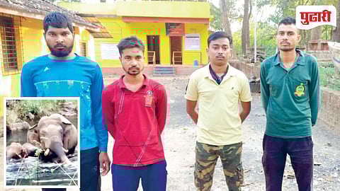 Dodamarg Elephant Attack