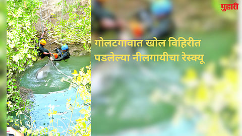 गोलटगावात खोल विहिरीत पडलेल्या नीलगायीचा रेस्क्यू
