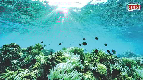 Ocean Algae Growth