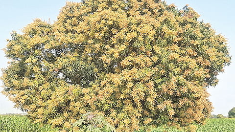 Mango flowering disease