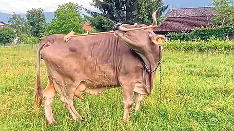 Veronika cow Austria