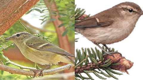 Bird census Nashik university
