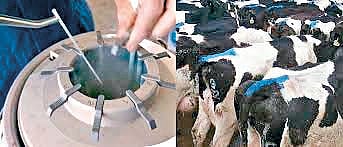 High milk production