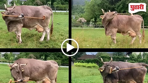 Austria Cattle use Brush