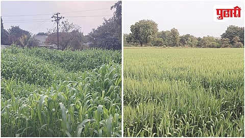 Rabi Crop Disease