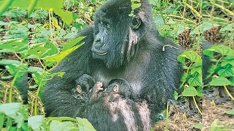 Congo mountain gorilla twins