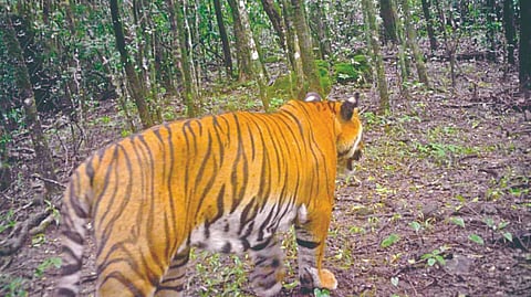 Sahyadri Tiger Reserve