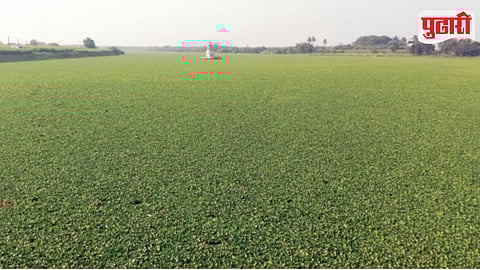 Bhima River Water Hyacinth