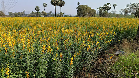 Rice farming in Vasai