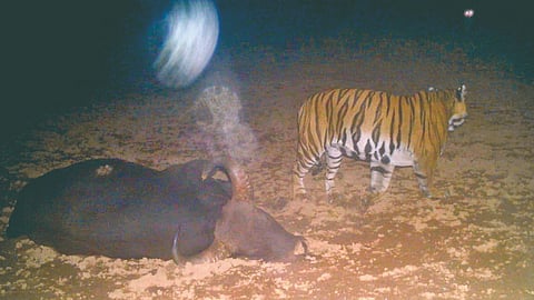 Sahyadri Tiger Reserve