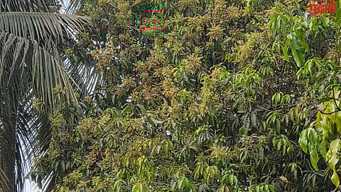 Vikramgad weather forecast