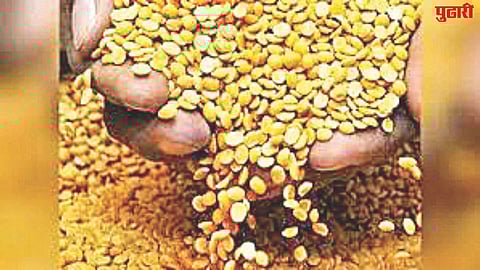 Tur dal MSP purchase