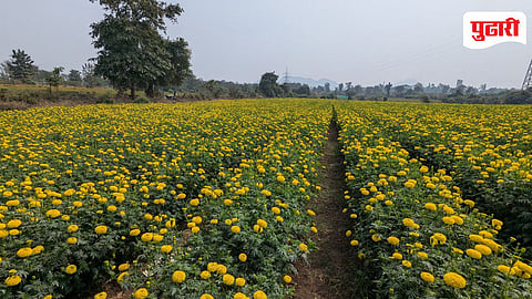 Marigold farming: झेंडू फुलांनी वाड्यातील गातेस खुर्द गावाला बनविले समृद्ध