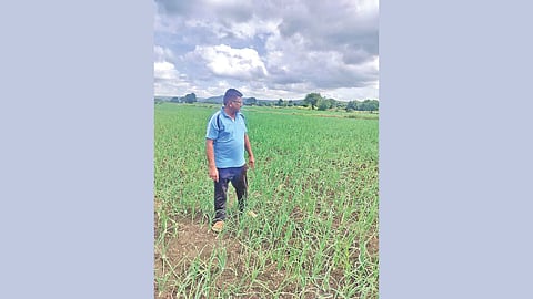 Ashti onion cultivation