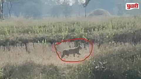 Tigress Presence Tumsar Bhandara