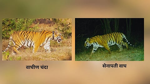 Sahyadri Tiger Reserve