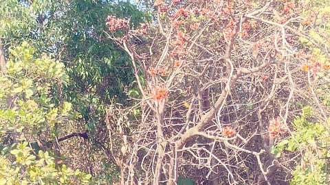 Biodiversity of Tala