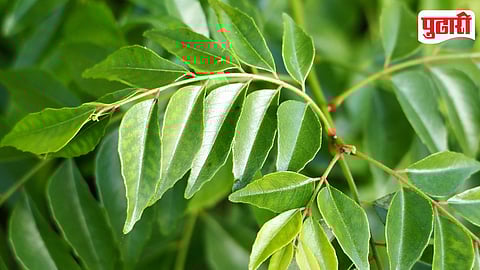 Curry Leaves
