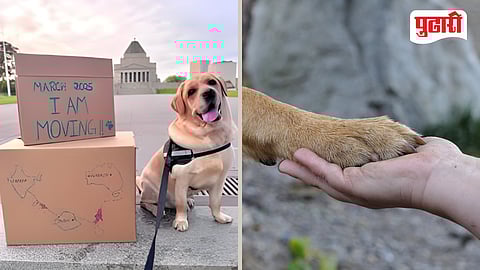 Pet dog taken to Australia via Dubai after spending ₹15 lakh