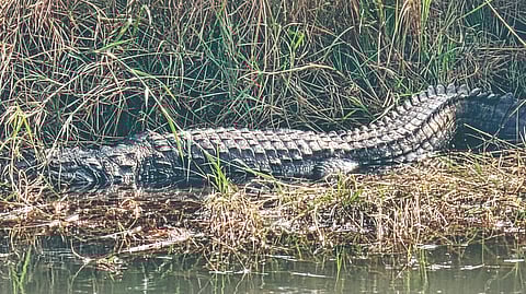Danoli Crocodile Sighting