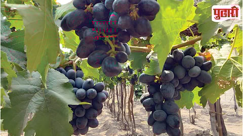 Weather Impact On Farmers