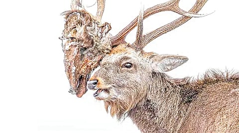 Deer Aggressive Behavior