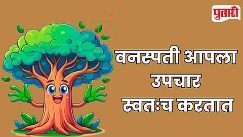 Plant Autophagy Research